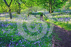 Bluebells forest in Springtime, UK