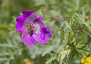 Bluebells fuxya with insect