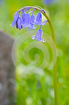 Bluebells by a gravestone