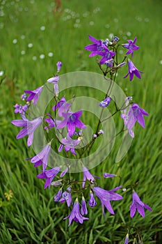 Bluebells with green grass background