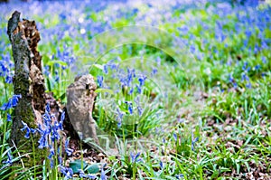 Bluebells growing wild in the sunny forest