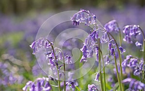 Bluebells growing wild underneath the trees in Adams Wood, located between Frieth and Skirmett, Chilterns UK