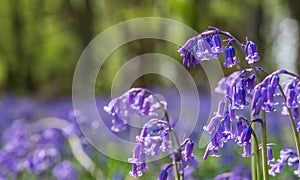 Bluebells growing wild underneath the trees in Adams Wood, located between Frieth and Skirmett, Chilterns UK