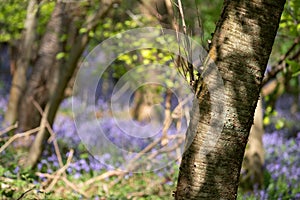 Bluebells growing wild underneath the trees in Adams Wood, located between Frieth and Skirmett, Chilterns UK