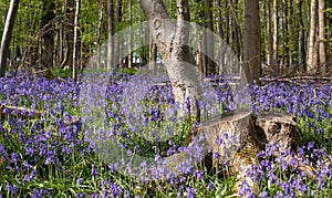 Bluebells growing wild underneath the trees in Adams Wood, located between Frieth and Skirmett, Chilterns UK