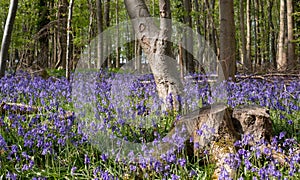 Bluebells growing wild underneath the trees in Adams Wood, located between Frieth and Skirmett, Chilterns UK