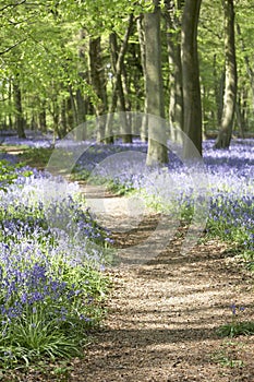 Bluebells Growing In Woodland