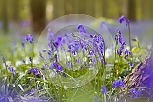 Bluebells growing in woods