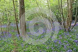 Bluebells in Hightrees Wood