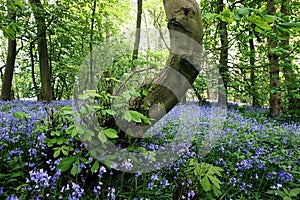 Bluebells/hyacinthoides Bratt woods Nunburnholme East Yorkshire England