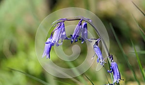 Bluebells Hyacinthoides growing in woodland UK