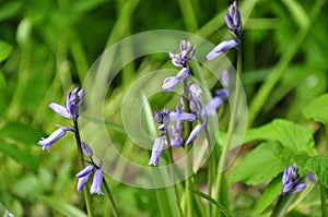 Bluebells - Hyacinthoides non-scripta