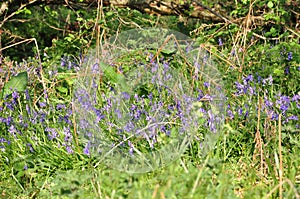 Bluebells - Hyacinthoides non-scripta