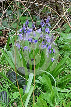 Bluebells - Hyacinthoides non-scripta