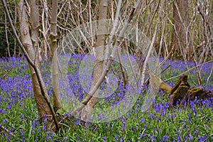 Bluebells - Hyacinthoides non-scripta, Alderbury Woods, Wiltshire, England, UK.