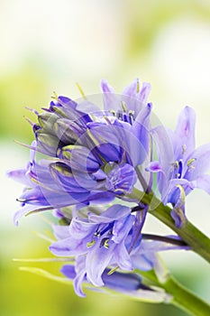 Bluebells (Hyacinthoides non-scripta)