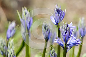 Bluebells (Hyacinthoides non-scripta)