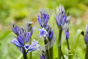 Bluebells (Hyacinthoides non-scripta)