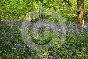 Bluebells (Hyacinthoides non-scripta) in Middleton Woods, Denton Road, Ilkley, West Yorkshire, UK photo
