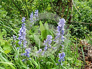 Bluebells - Hyacinthoides non-scripta, Norfolk, England, UK