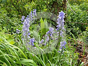 Bluebells - Hyacinthoides non-scripta, Norfolk, England, UK