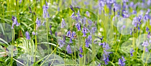 Bluebells - Hyacinthoides non-scripta. Purple spring flowers.
