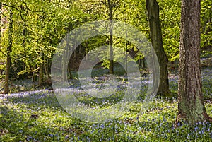 Bluebells, Hyacinthoides non-scripta in Stanley Wood