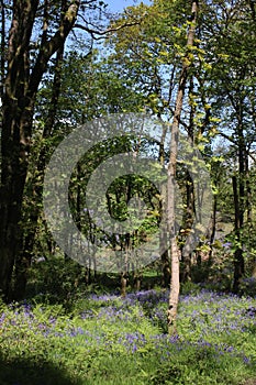 Bluebells, hyacinthoides non-scripta, in woodland