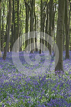 Bluebells in Itchen Woods
