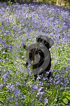 Bluebells and Labrador