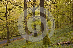 Bluebells of the Lake District