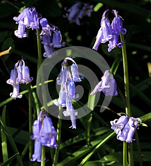 Bluebells, in late afternoon sunshine.