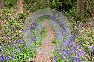 Bluebells lining forest path in spring