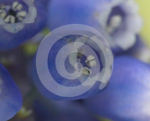 Bluebells - Macro Close Up