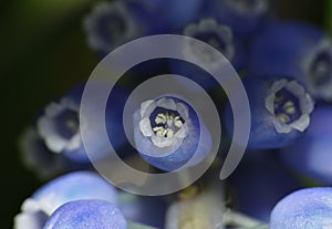 Bluebells - Macro Close Up