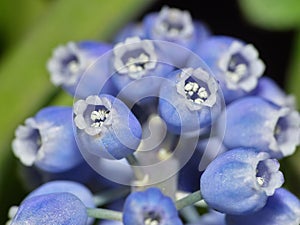 Bluebells - Macro Close Up