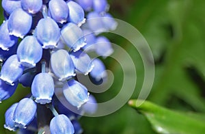 Bluebells - Macro Close Up