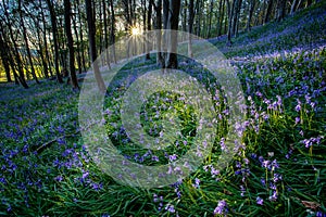 Bluebells at Margam woods