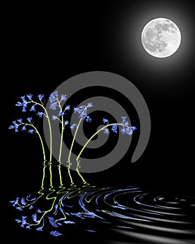 Bluebells and Moon Beauty