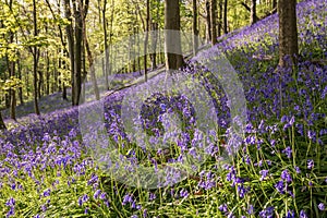 Bluebells near Margam, Port Talbot, Wales UK