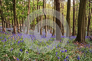 Bluebells near Margam, Port Talbot, Wales UK