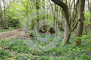 Bluebells are out in force in Trosley woods