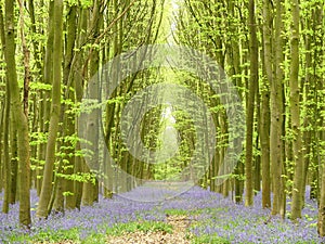 Bluebells in Philipshill Wood, Chorleywood, Hertfordshire, England, UK