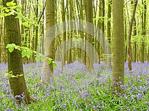 Bluebells in Philipshill Wood, Chorleywood, Hertfordshire, England, UK