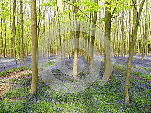 Bluebells in Philipshill Wood, Chorleywood, Hertfordshire, England, UK