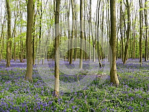 Bluebells in Philipshill Wood, Chorleywood, Hertfordshire, England, UK