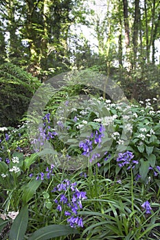 Bluebells and Ramsons photo