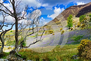 Bluebells in Rannerdale in the English Lake District