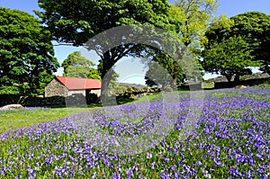 Bluebells and red roofed barn photo