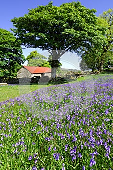 Bluebells and red roofed barn photo